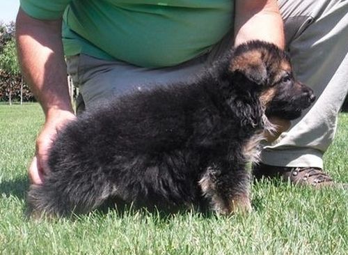 Pastore Tedesco in giardino